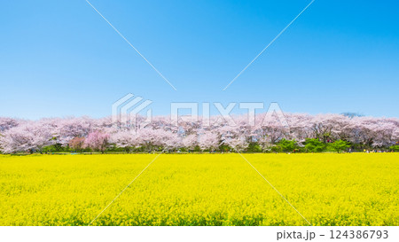 権現堂桜堤 124386793