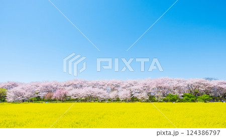 権現堂桜堤 124386797