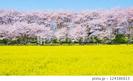 権現堂桜堤 124386813