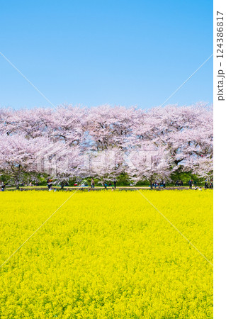 権現堂桜堤 権現堂桜堤 124386817