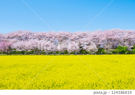 権現堂桜堤 権現堂桜堤 124386819