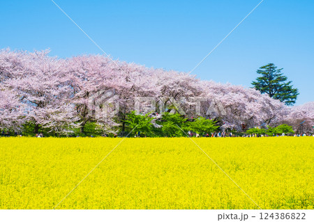 権現堂桜堤 124386822