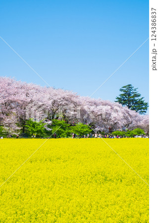 権現堂桜堤 124386837