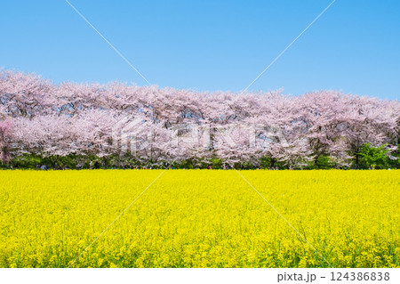 権現堂桜堤 124386838