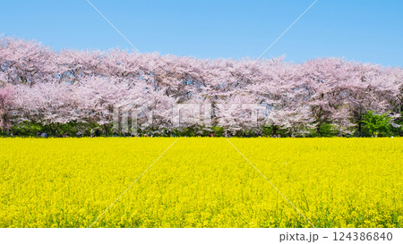 権現堂桜堤 権現堂桜堤 124386840