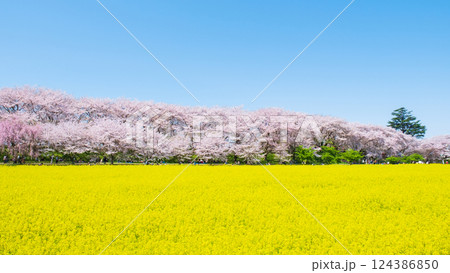 権現堂桜堤 124386850