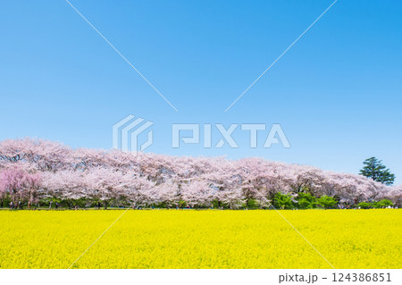 権現堂桜堤 124386851