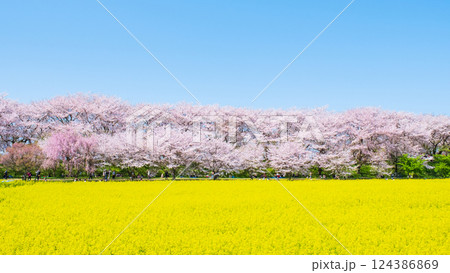 権現堂桜堤 124386869