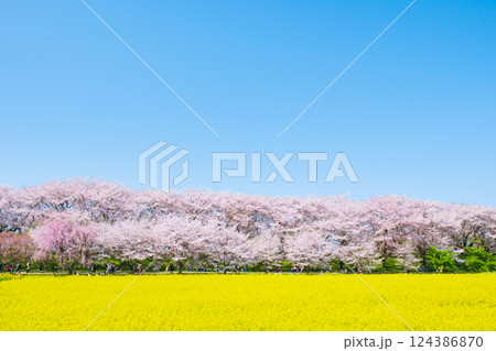 権現堂桜堤 124386870