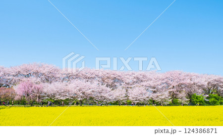 権現堂桜堤 124386871