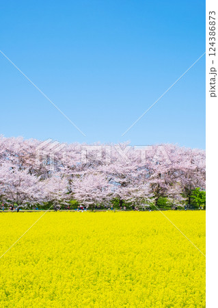 権現堂桜堤 124386873