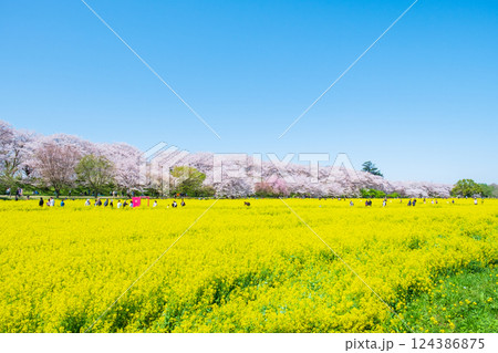 権現堂桜堤 権現堂桜堤 124386875