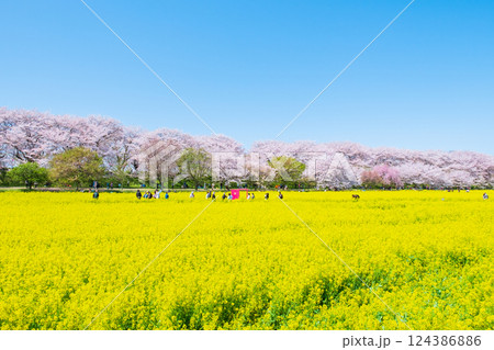 権現堂桜堤 権現堂桜堤 124386886