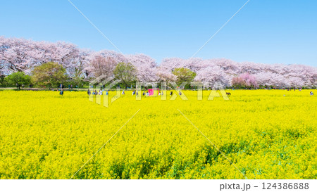 権現堂桜堤 124386888