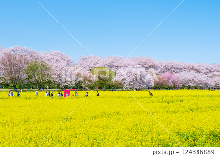 権現堂桜堤 権現堂桜堤 124386889