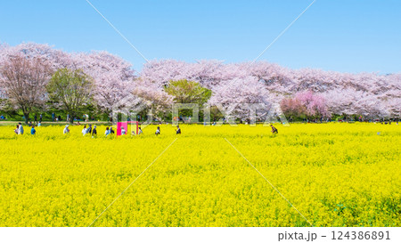 権現堂桜堤 124386891