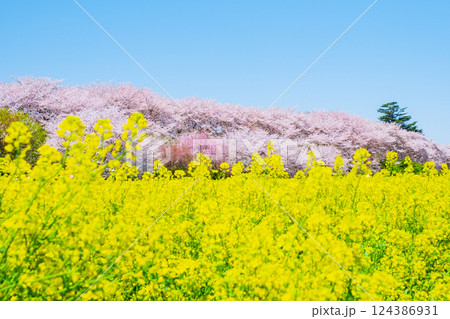 権現堂桜堤 124386931