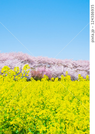 権現堂桜堤 124386935