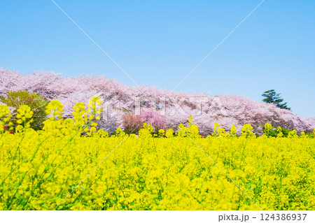 権現堂桜堤 124386937