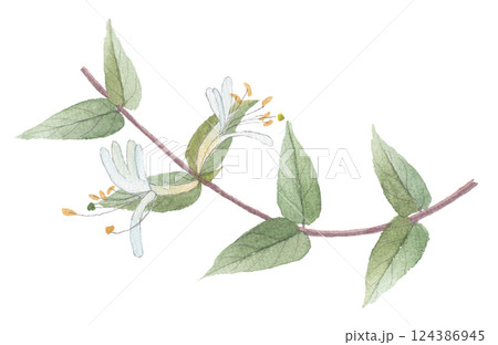 水彩で描いたスイカズラ　吸い葛　忍冬　ニンドウ 124386945