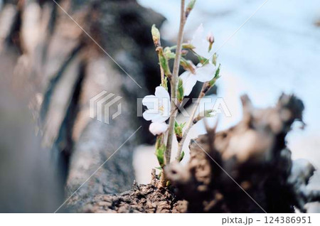 名古屋市鶴舞の3月末の桜と青空 名古屋市鶴舞の3月末の桜と青空 124386951