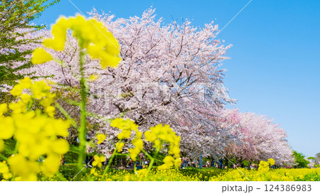 桜と菜の花(権現堂桜堤) 桜と菜の花(権現堂桜堤) 124386983