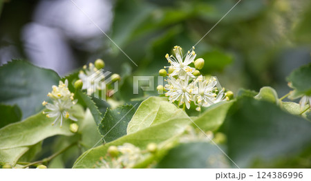 Tilia flowers blooming in spring, spreading their delicate fragrance Tilia flowers blooming in spring, spreading their delicate fragrance 124386996
