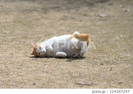 寝ころぶ猫 イメージ 寝ころぶ猫 イメージ 124387247