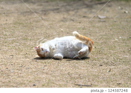 寝ころぶ猫 イメージ 寝ころぶ猫 イメージ 124387248