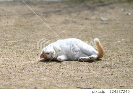 寝ころぶ猫  イメージ 124387249