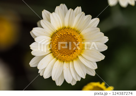 白いスノーポールの花 白いスノーポールの花 124387274