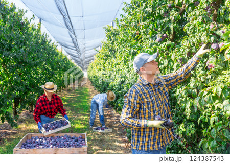 One man and two women picking plums One man and two women picking plums 124387543