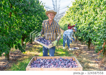 Man farm worker gathering harvest of ripe plums Man farm worker gathering harvest of ripe plums 124387558