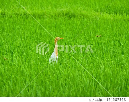 田んぼの中ににとまるオレンジ色の羽毛のアマサギ 田んぼの中ににとまるオレンジ色の羽毛のアマサギ 124387568