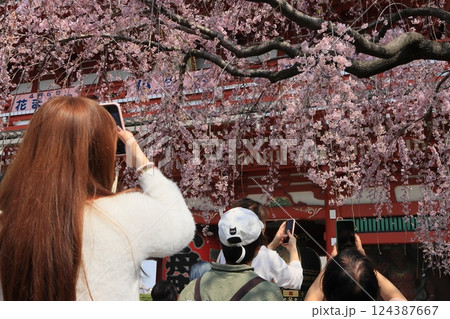 満開の桜を撮影する観光客　浅草寺の撮影スポット 124387667