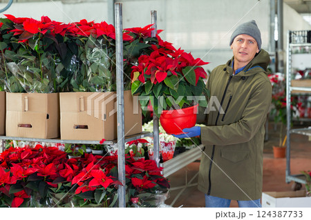Male customer chooses flower poinsettia in flower shop Male customer chooses flower poinsettia in flower shop 124387733
