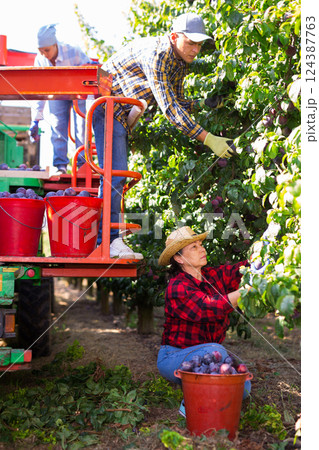 Team of farmers picking ripe plums on harvesting platform in garden Team of farmers picking ripe plums on harvesting platform in garden 124387763