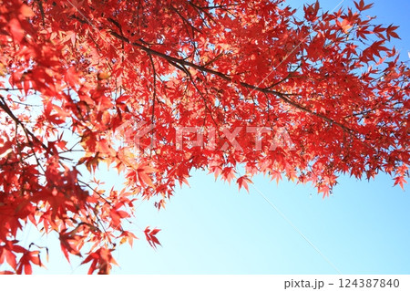 真っ赤に色づいた紅葉 真っ赤なかえで 紅葉 真っ赤に色づいた紅葉 真っ赤なかえで 紅葉 124387840