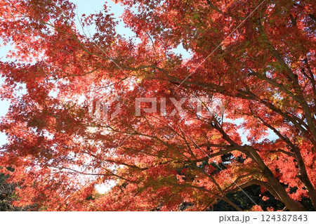 真っ赤に色づいた紅葉　真っ赤なかえで　紅葉 124387843