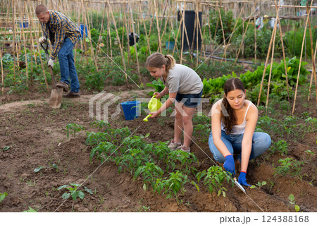 Child girl helping her parents work in vegetable garden Child girl helping her parents work in vegetable garden 124388168
