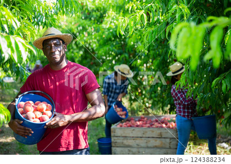 Successful african american farmer with bucket of peaches in garden 124388234