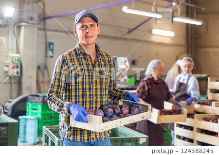 Man standing in sorting room with wooden box full of plums Man standing in sorting room with wooden box full of plums 124388245