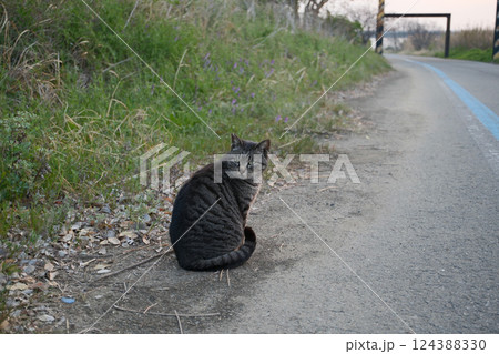 道端で遊ぶとら猫 道端で遊ぶとら猫 124388330