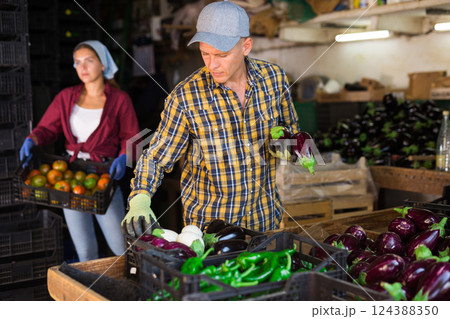 Hardworking man sorts ripe recently harvested eggplants in a warehouse Hardworking man sorts ripe recently harvested eggplants in a warehouse 124388350