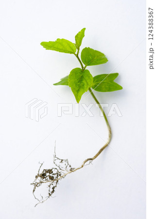 欅の木の幼木 124388367