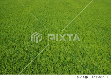 《米作りイメージ素材》夏の稲穂・青田風景 《米作りイメージ素材》夏の稲穂・青田風景 124388485