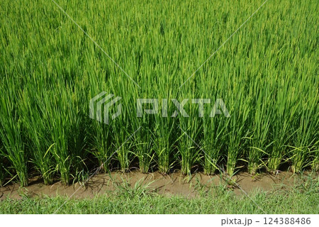 《米作りイメージ素材》夏の稲穂・青田風景 124388486