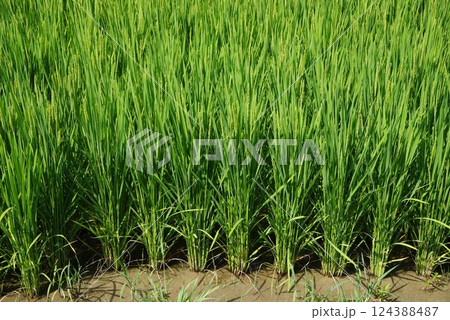 《米作りイメージ素材》夏の稲穂・青田風景 124388487