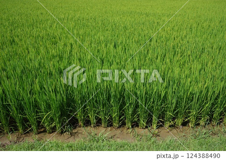 《米作りイメージ素材》夏の稲穂・青田風景 《米作りイメージ素材》夏の稲穂・青田風景 124388490