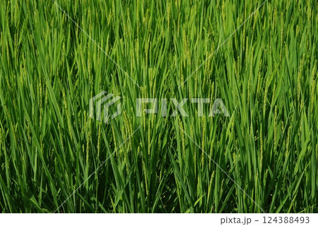《米作りイメージ素材》夏の稲穂・青田風景 《米作りイメージ素材》夏の稲穂・青田風景 124388493